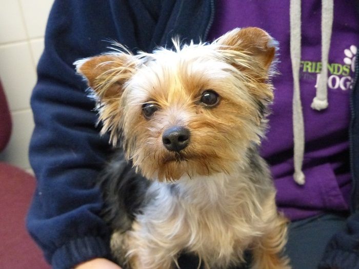 vets cage Pippy, young Yorkie pup Friends of the Dogs (Wales)